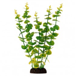 Растение "Бакопа" желто-зеленая, крупнолистная, 300мм