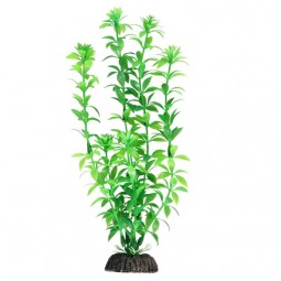 Растение "Гемиантус" зеленый, 300мм