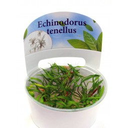 Echinodorus Tenellus (Эхинодорус Тенеллюс) Меристемное аквариумное растение