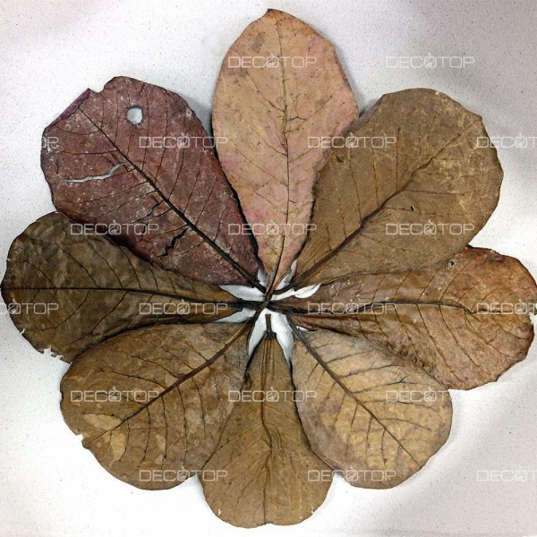 DECOTOP Catappa XS - Листья индийского миндаля, 10-15 см, 10 шт.