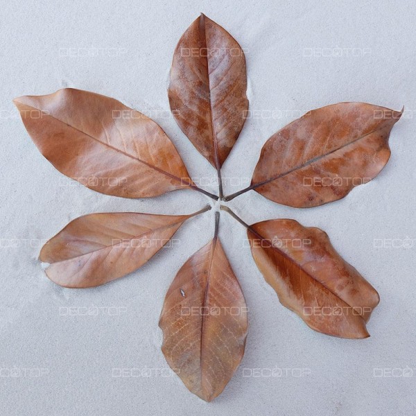 DECOTOP Magnolia XS – Листья магнолии, 10-15 см, 10 шт