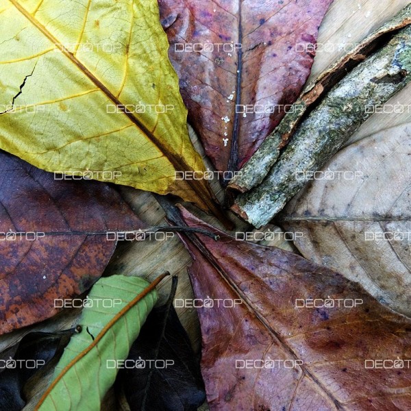DECOTOP Ceylon 2 – Набор листьев из Шри-Ланки 10-25 см, 10 шт.