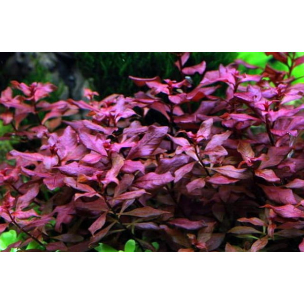 Людвигия супер ред (Ludwigia palustris super red) (Пучок 5 веток) Людвигия супер ред (Ludwigia palustris super red) (Пучок 5 веток)