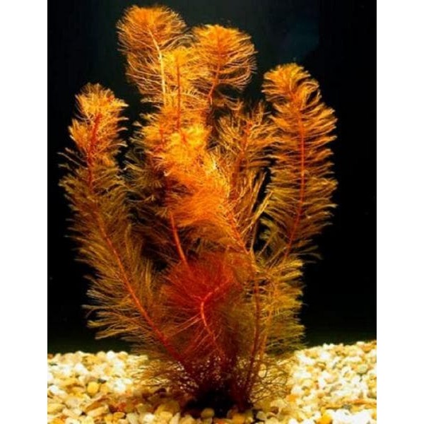 Перистолистник матогорсский красный (Myriophyllum matogrossense "Red") (Пучок 6 веток)