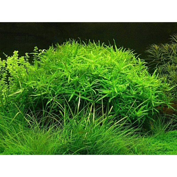 Гетерантера остролистная (Heteranthera zosterifolia)