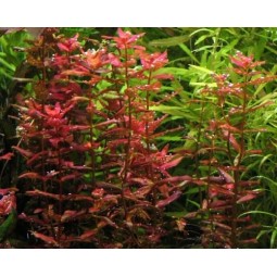 Ротала макрандра Флорида (Rotala macrandra sp. Florida)