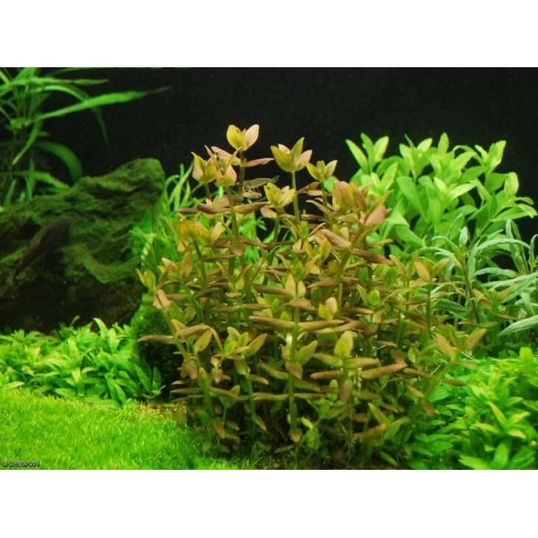 Бакопа зальцмана (Bacopa sp. Salzmannii)