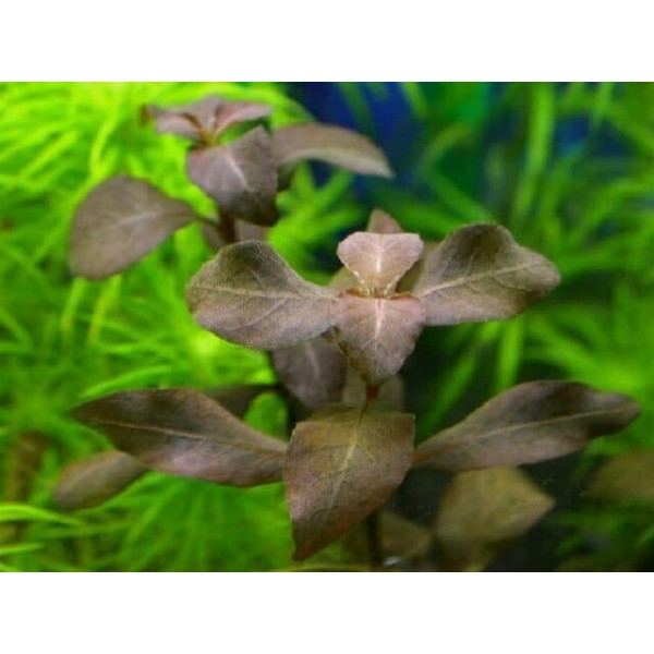Гигрофила коричневая Hygrophila Brown (Пучок 7 веток)