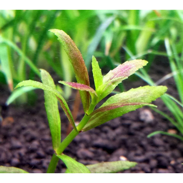 Лимнофила репенс Limnophila Repens Лимнофила репенс Limnophila Repens