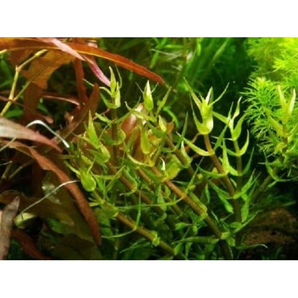 Гратиолла (Gratiola viscidula) (пучек 10 веток)