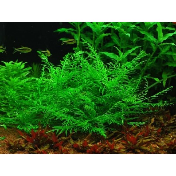 Гигрофила одора (Гвинея), Hygrophila odora (sp. Guinea)