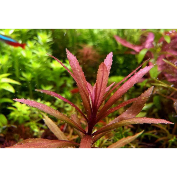 Погостемон Кимберли Pogostemon sp. Kimberley