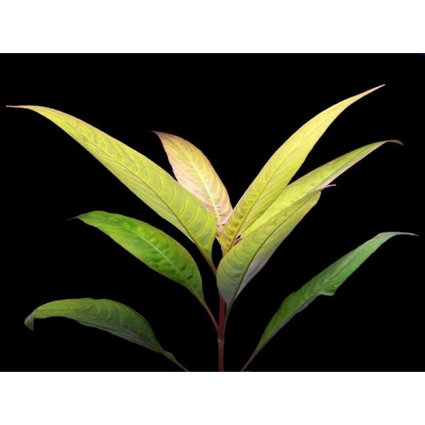Гигрофила Лимонник Ред (hygrophila corymbosa red) (пучок 3 ветки)