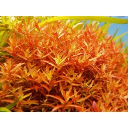 Ротала индика (Rotala indica) (Пучок 15 веток)