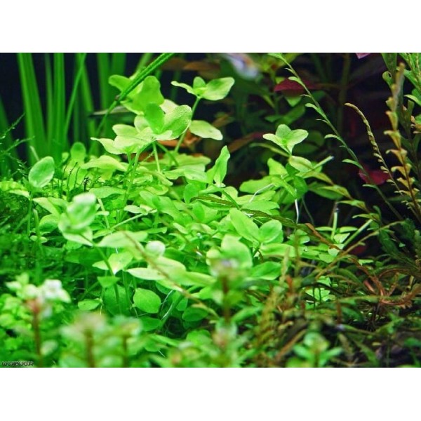 Бакопа австралийская (Bacopa australis) (Пучок 10 веток)