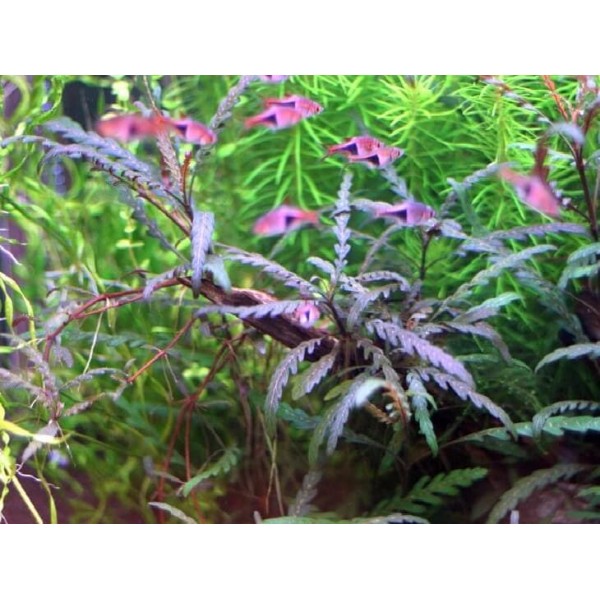 Гигрофила перистонадрезанная / Гигрофила пиннатефида (Hygrophila pinnatifida)
