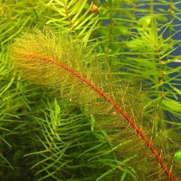 Перистолистник красностебельный (Myriophyllum heterophyllum) (пучок 5 веток)