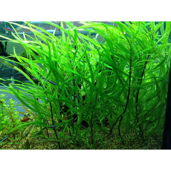 Гигрофила иволистная Hygrophila corymbosa "angustifolia"