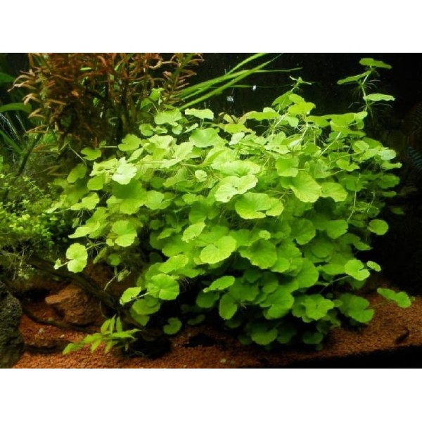 Щитолист белоголовый (Hydrocotyle leucocephala) (пучок 6 веток)
