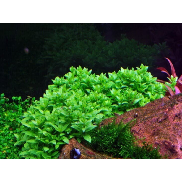 Стаурогин (Staurogyne repens) пучок 5 веток Стаурогин (Staurogyne repens) пучок 5 веток