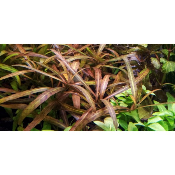 Гигрофила тигр Hygrophila sp. Tiger (пучок 7 веток)
