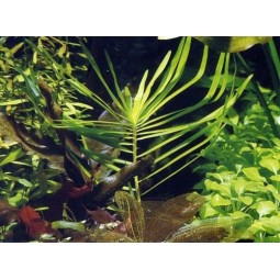Эйхорния лазоревая или Эйхорния водная (Eichhornia azurea, eichhornia aquatica) (пучок 4 ветки)
