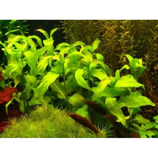 Гимнокоронис спилантоидес (Gymnocoronis spilanthoides)