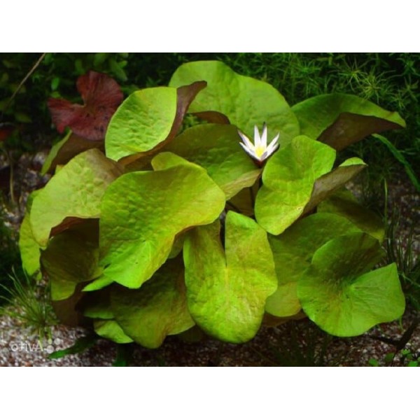 Нимфея рудге "раджа" (Nymphaea rudgeana)