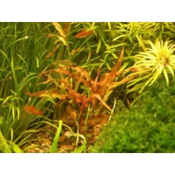 Мурдания красная (Murdannia sp. red)