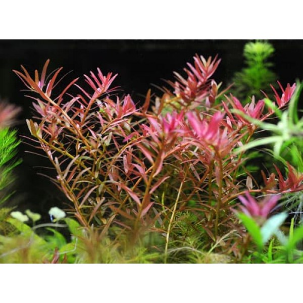 Ротала Мьянма (Rotala sp. Myanmar)