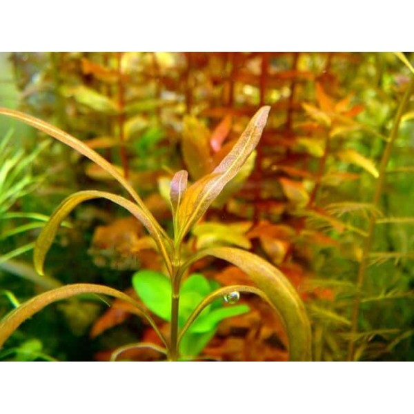 Гигрофила змея Hygrophila sp. Snake