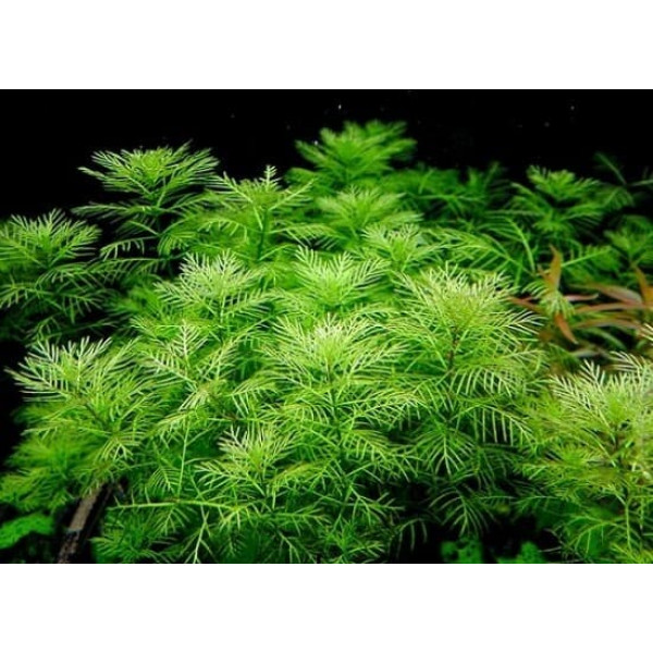 Перистолистник матогорсский зеленый (Myriophyllum matogrossense"Green")