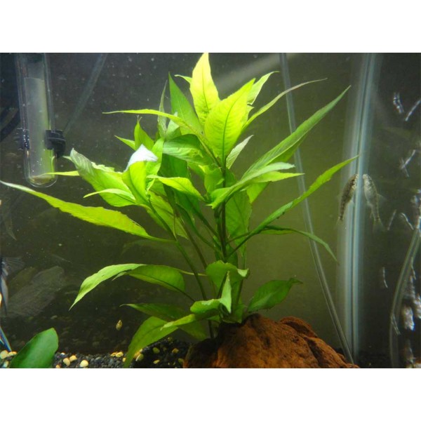 Гигрофила Лимонник (Hygrophila )