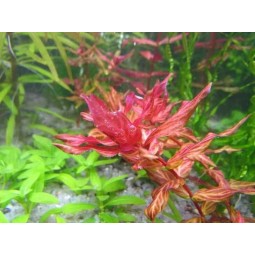 Ротала макрандра тигр (Rotala macrandra variegated)