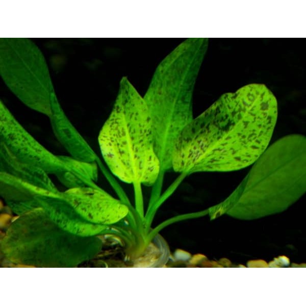 Эхинодорус Шлютера Леопард (Echinodorus Schlueteri Leopard)
