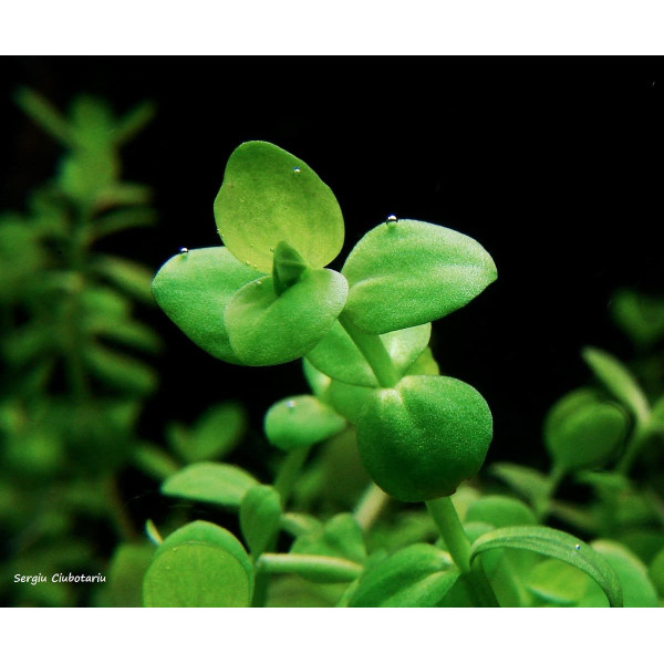 Линдерния крупноцветковая (Lindernia grandiflora)