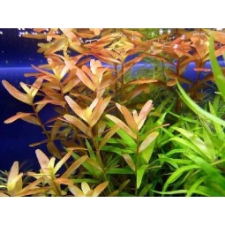 Ротала Гонгконг (Rotala sp Hong Kong)