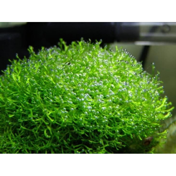 Риччия плавающая (Riccia fluitans)