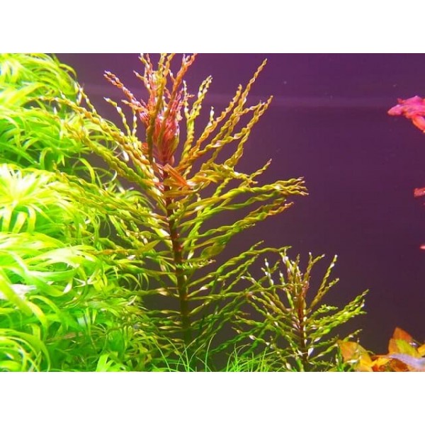 Людвигия Торнадо (Ludwigia sp. Tornado)