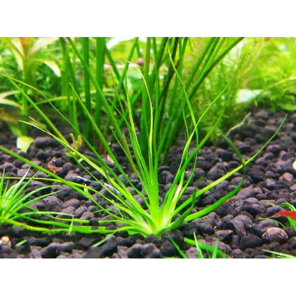 ЭРИОКАУЛОН МАЛАЯТОР (Eriocaulon sp. Malaytor)