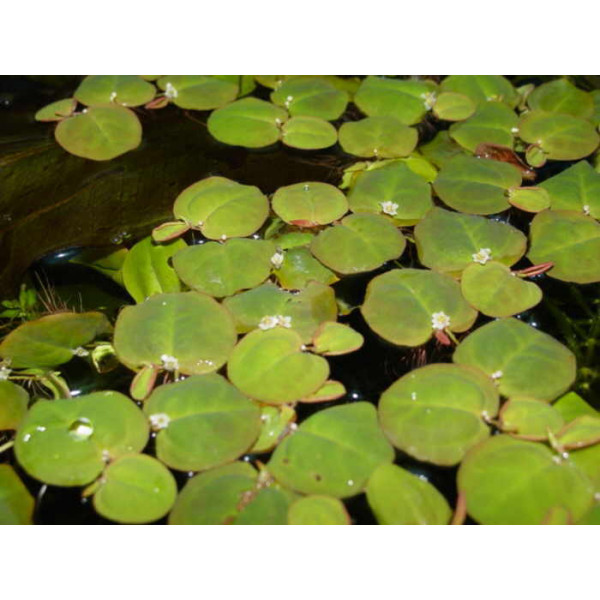 Филлантус плавающий (Phyllanthus fluitans)