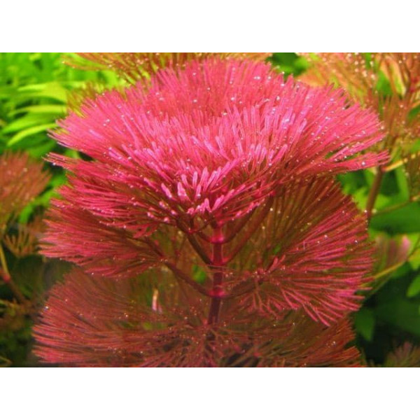 Кабомба фурката красная Cabomba furcata Кабомба фурката красная Cabomba furcata