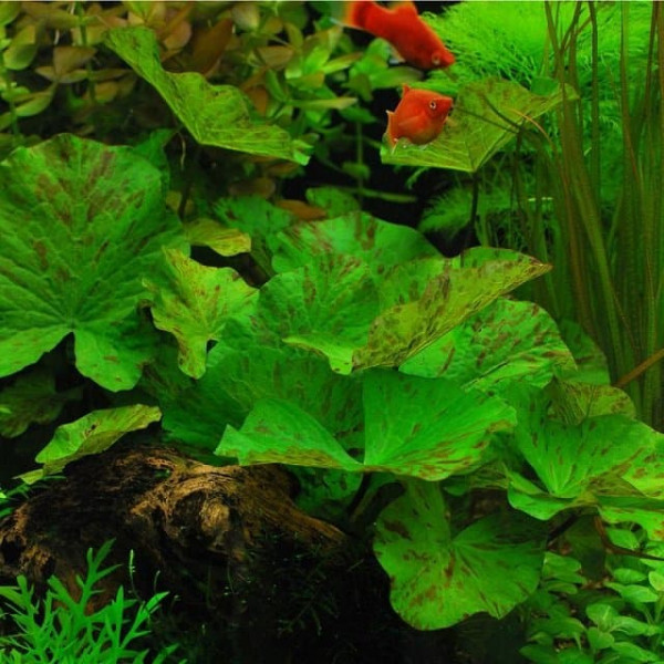 Нимфея тигровая зеленая (Nymphaea tiger lotus) Нимфея тигровая зеленая (Nymphaea tiger lotus)