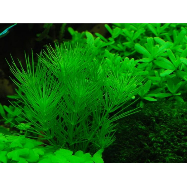 Гидротрихе или гидротрих (Hydrotriche hottoniiflora)(пучок 5 веток) Гидротрихе или гидротрих (Hydrotriche hottoniiflora)(пучок 5 веток)