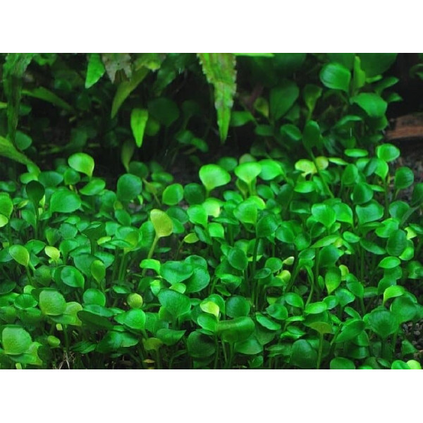 Марсилия мини (Marsilea hirsuta) Марсилия мини (Marsilea hirsuta)