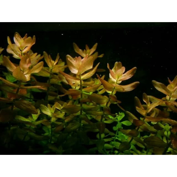 Бакопа Колората Bacopa Colorata (пучок 3 ветки)