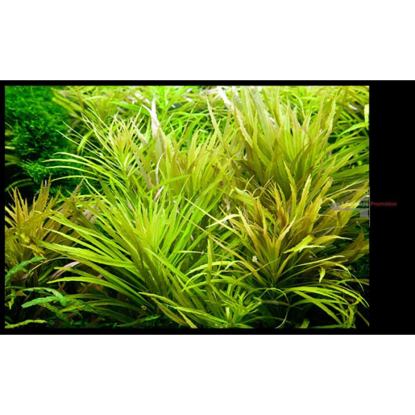 Погостемон стелатус (Pogostemon stellatus) или Эустералис стеллата (Eusteralis stellata)