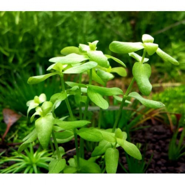 Бакопа Пантанал Bacopa Pantanal Бакопа Пантанал Bacopa Pantanal