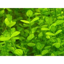 линдерния круглолистная (Lindernia rotundifolia) (Пучок 10 веток)