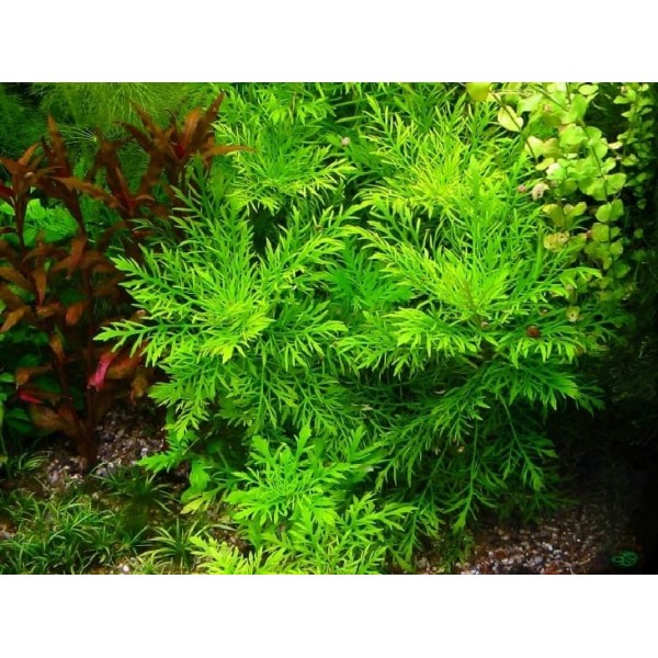 Гигрофила деморфная, синема (Hygrophila difformis) (пучок 6 веток)